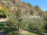 Äpfel am Sonnenberg